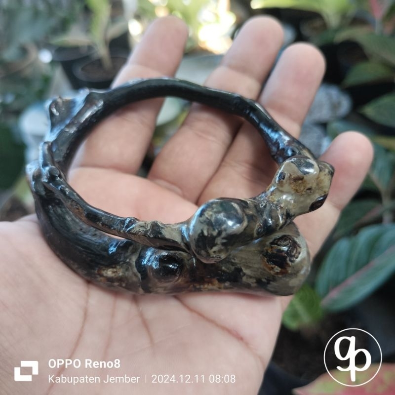 Gelang akar bahar bonggol gelang akar bahar jumbo