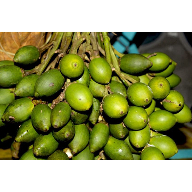 

Buah Pinang muda segar /jambe fresh 1kg