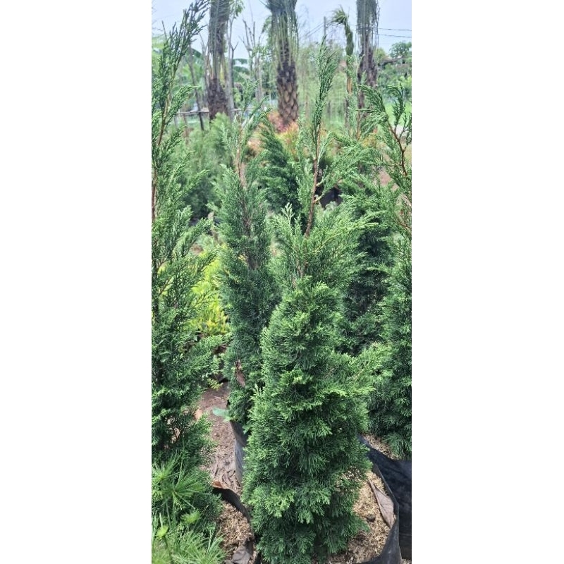 Cemara lilin tinggi 1meter Cemara Natal