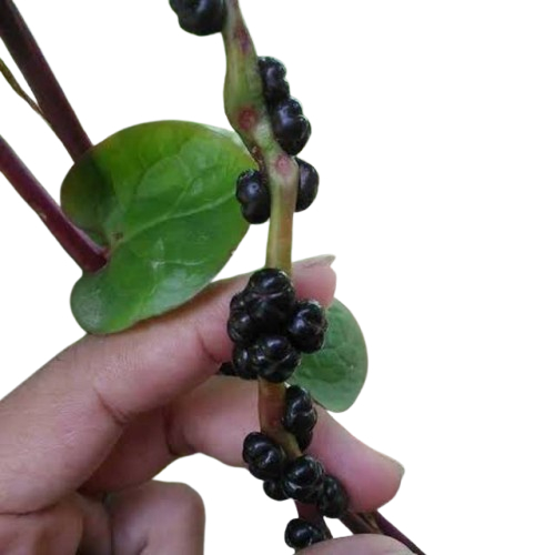 

Buah Angkung Segar Obat Herbal isi 100 biji