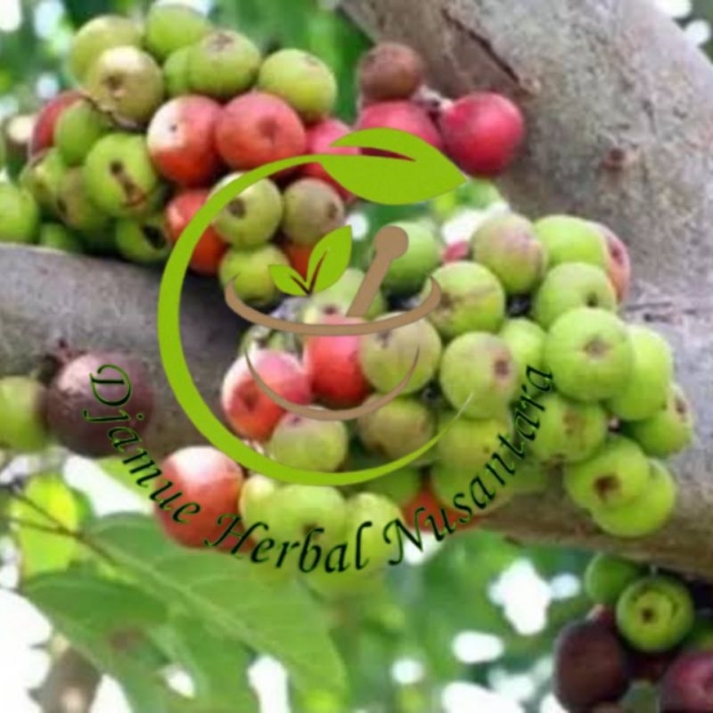 

BUAH LOA MUDA SEGAR KUALITAS PREMIUM DIPETIK KETIKA ORDERAN MASUK