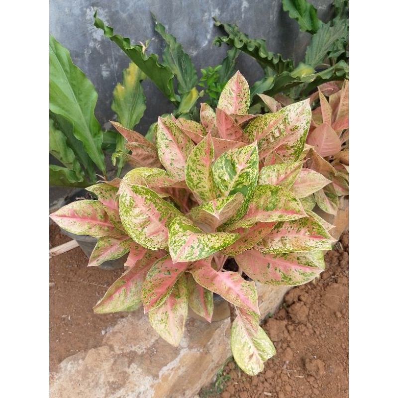 aglonema big Roy 5 daun aglonema red kochin pink tanaman hias tanaman bunga