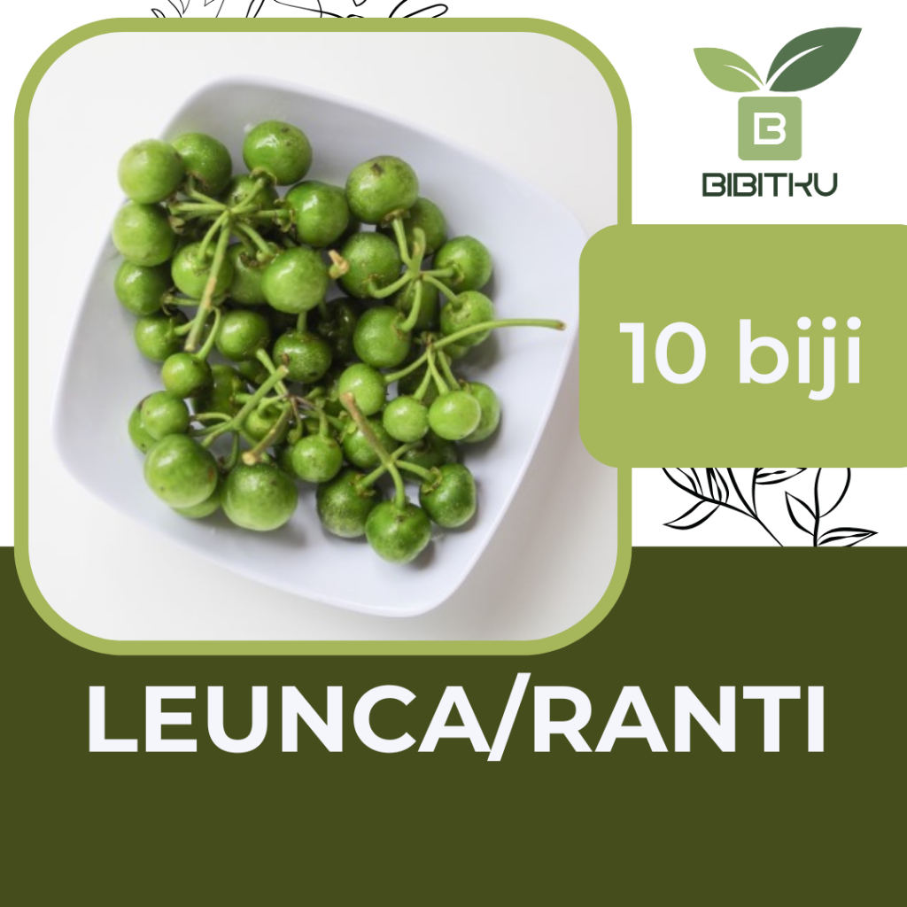 Benih Leunca Ranti Lalap Lalapan
