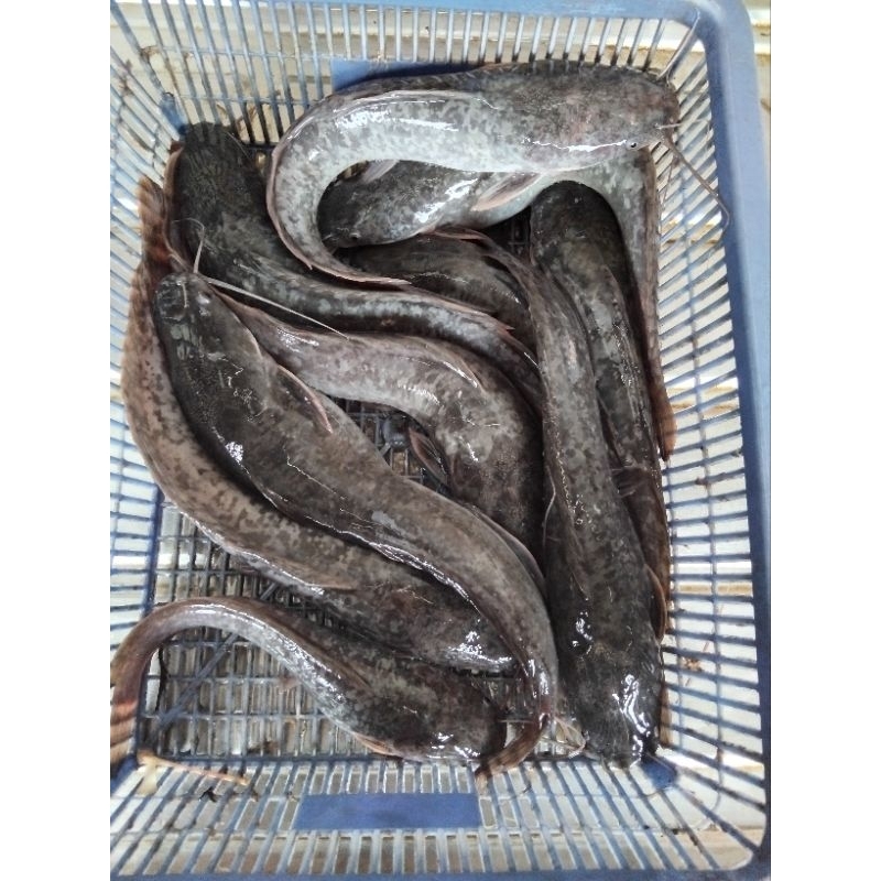 

ikan lele segar
