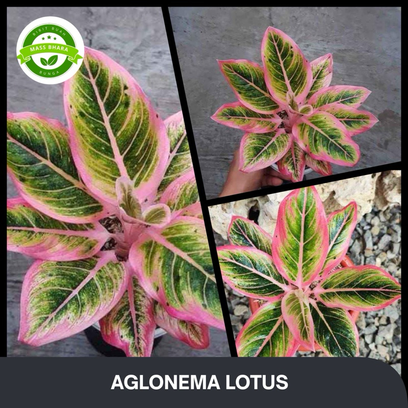 aglonema lotus