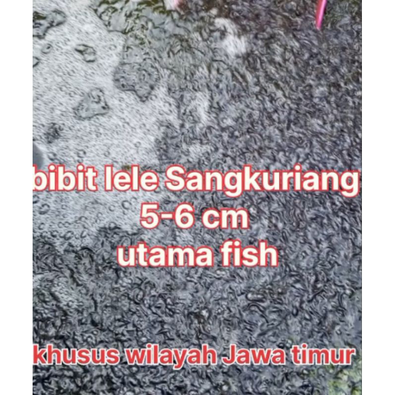 

bibit lele Sangkuriang 5-6 cm isi 50
