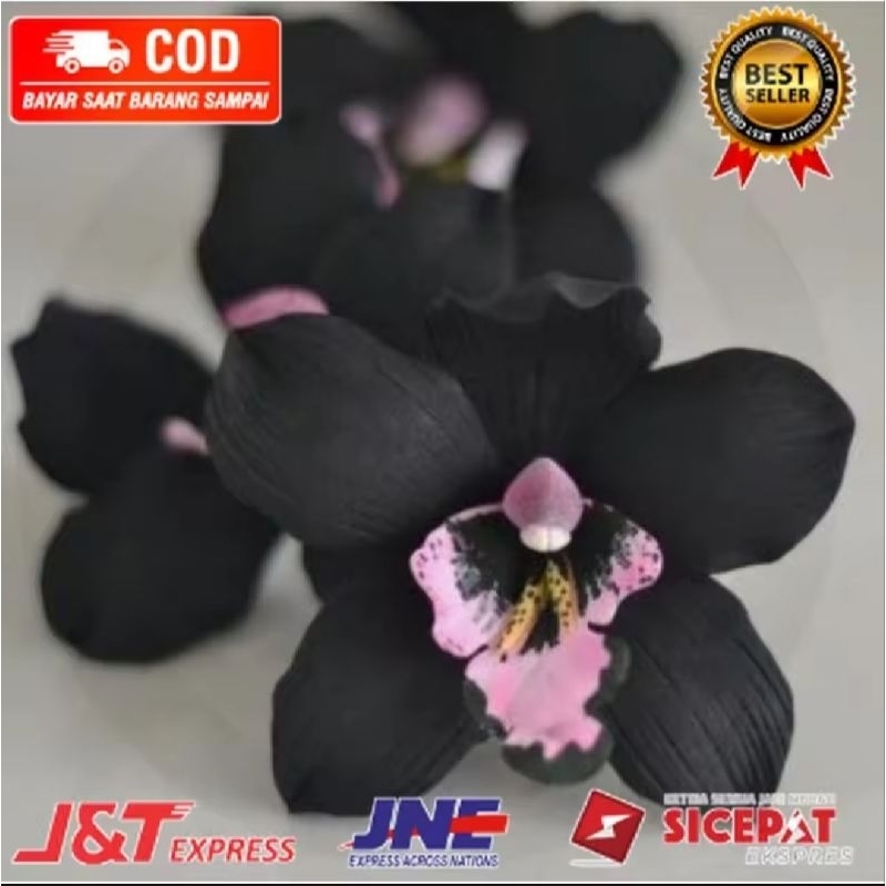 ( KNOP / SPIKE )  ANGGREK DENDROBIUM BLACK PAPUA-sudah Knop/Spike-DENDROBIUM ( KNOP / SPIKE )  ANGGR