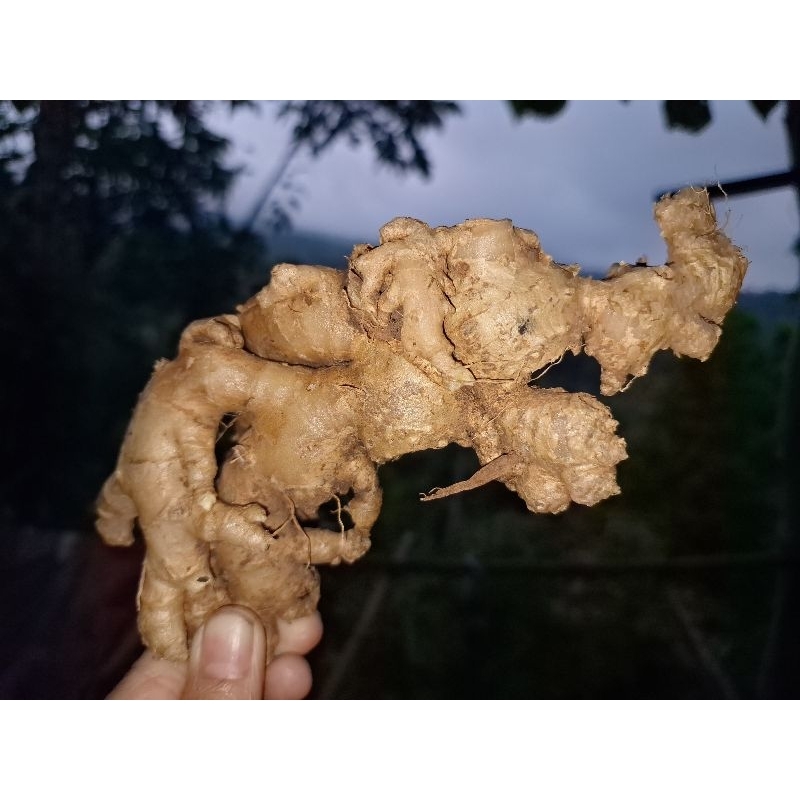 

Jahe emprit asli tua/cuci bersih