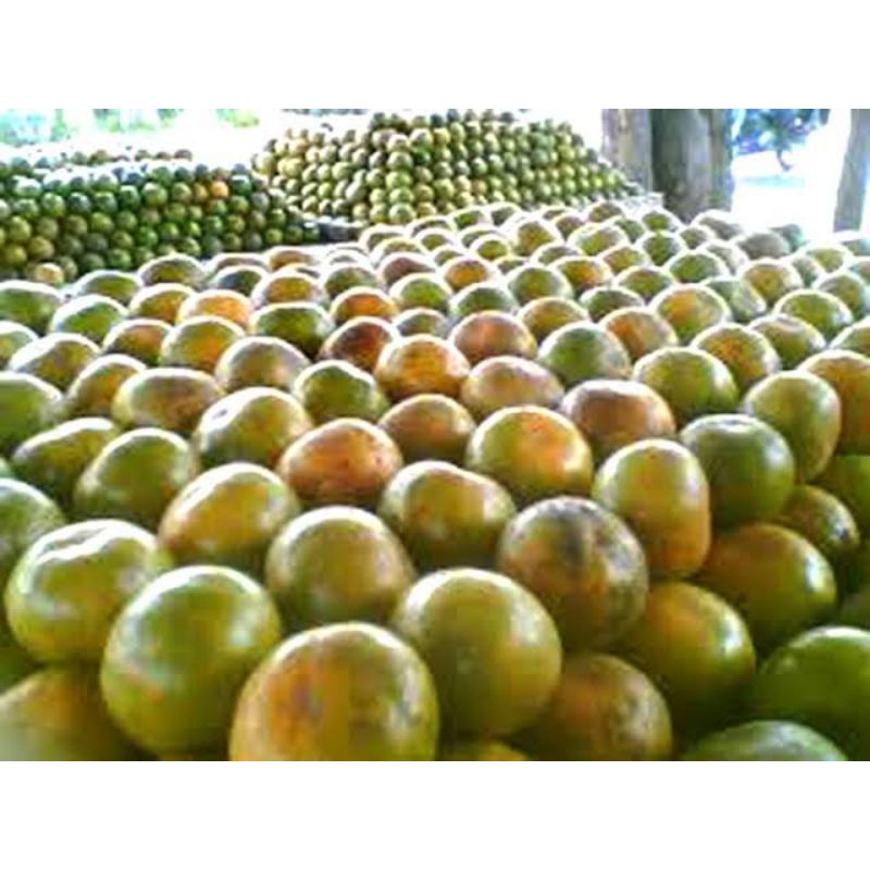 

Jeruk pontianak manis 500gram