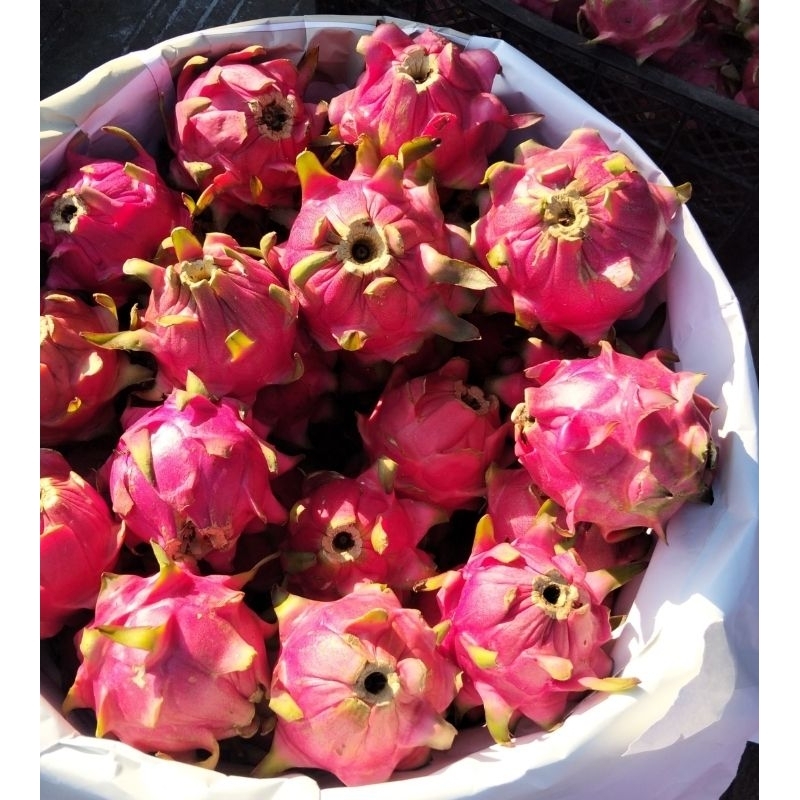 

buah naga super