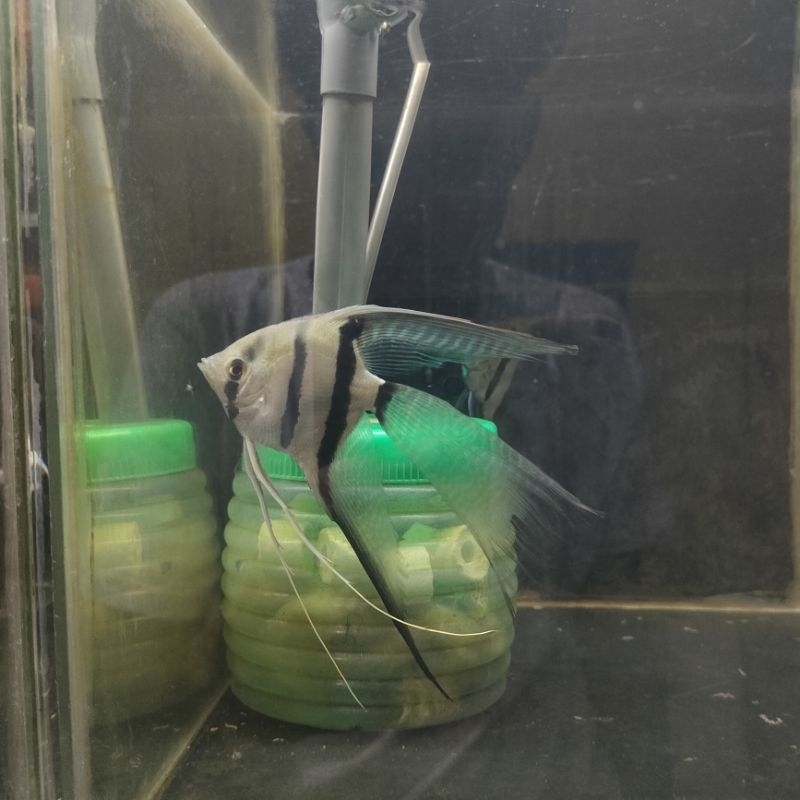 stiker Manfish Blue Pinoy indukan