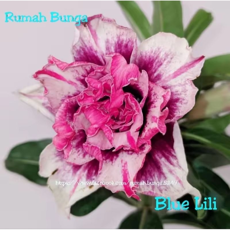 ADENIUM BUNGA TUMPUK *BLUE LILI KAMBOJA HIDUP ADENIUM BUNGA TUMPUK *BLUE LILI KAMBOJA HIDUP