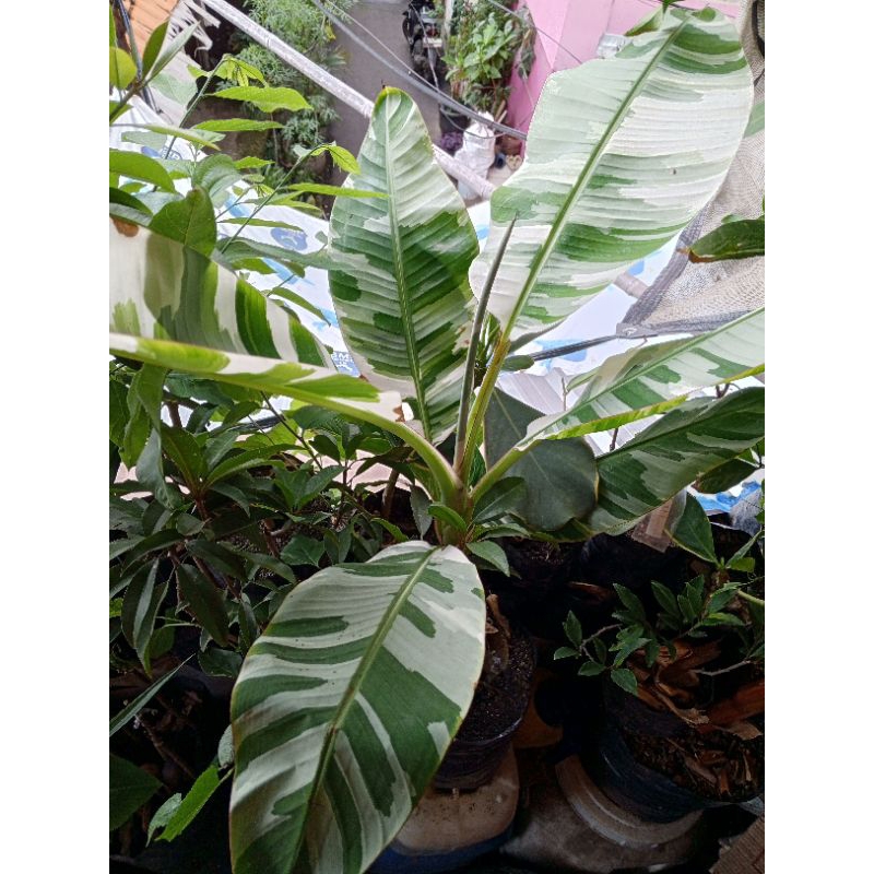 Bibit Pisang Kualitas Premium Bergaransi Musa Varigata Pisang Florida 100% Original Kondisi Bagus Pr