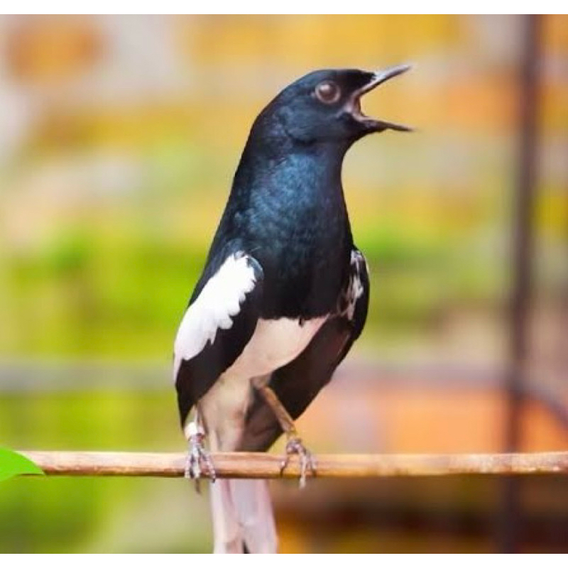 KACER KALIMANTAN DAPUT Dada putih pilihan mulus GRADE A super