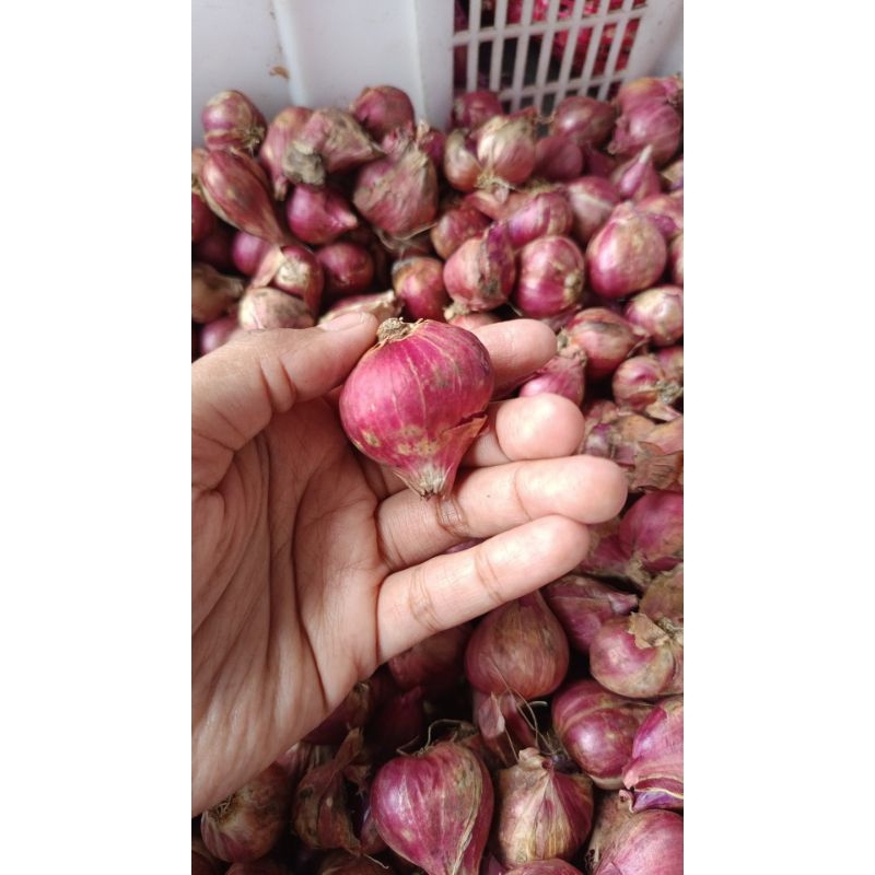 

Bawang Merah Super