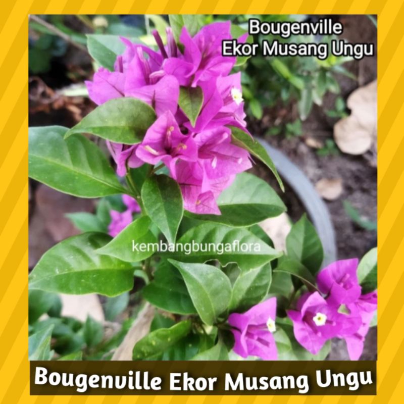 Bugenvil ORI Ekor Musang Ungu