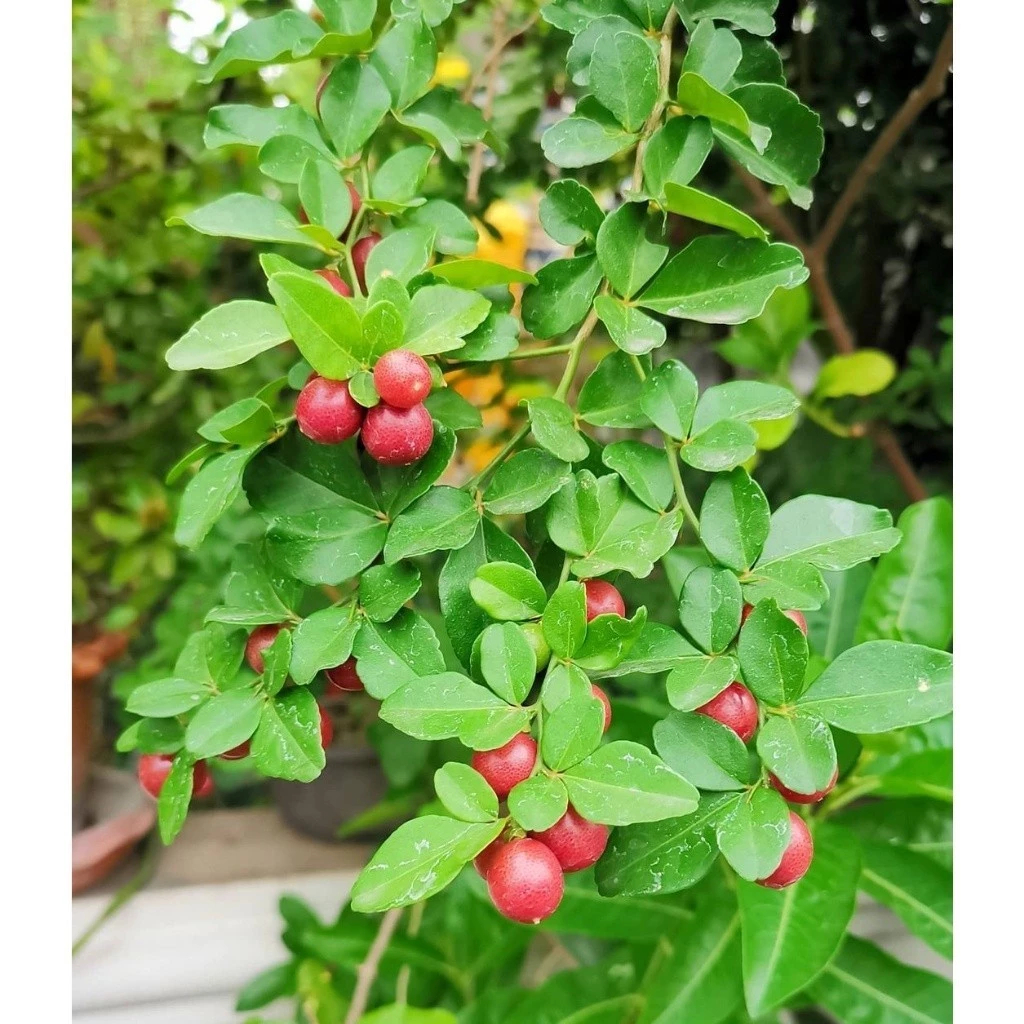 Tanaman Bibit Buah JERUK KINGKIT - Bibit Pohon Jeruk Kingkit