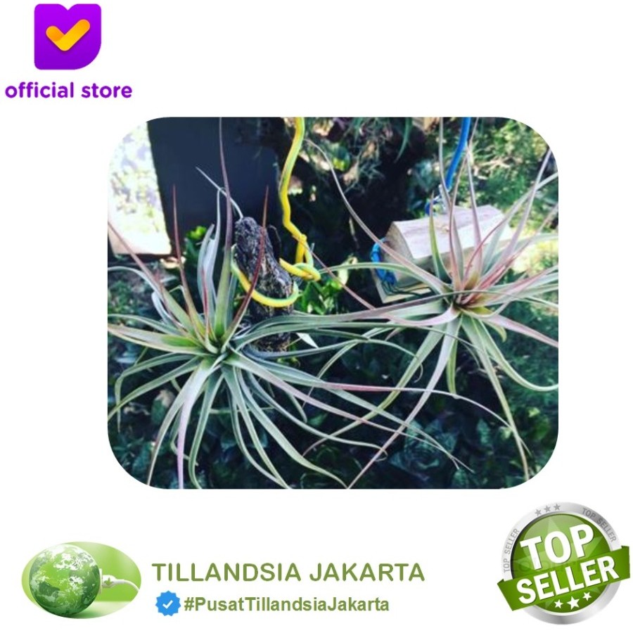 Tanaman Tillandsia Concolor - Air Plant Concolor - Tanaman Udara