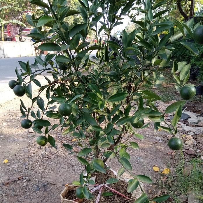 BIBIT JERUK SANTANG MADU HIJAU MANIS SUDAH BERBUAH SPESIAL LIVE 5.2