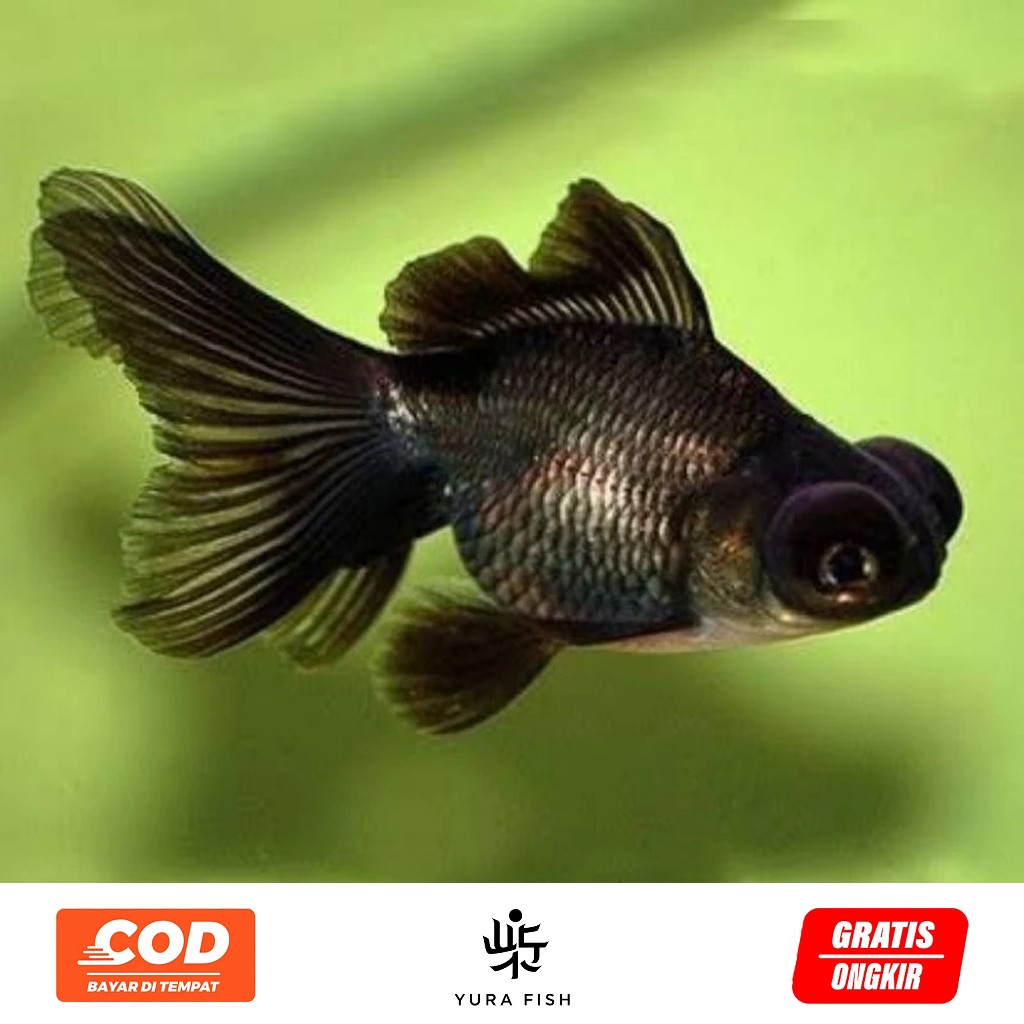 Ikan Koki Buldog Isi 5 Ekor | Ikan Hias Akuarium
