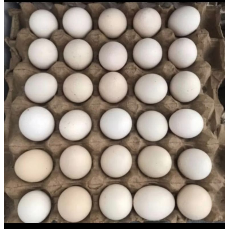

telur ayam kampung asli 1 pireng isi 30 biji