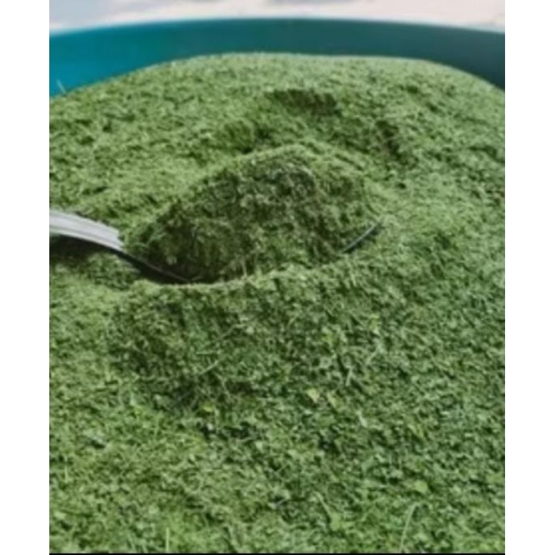 

Daun kelor murni Kering 100% , bersih Tinggal Seduh