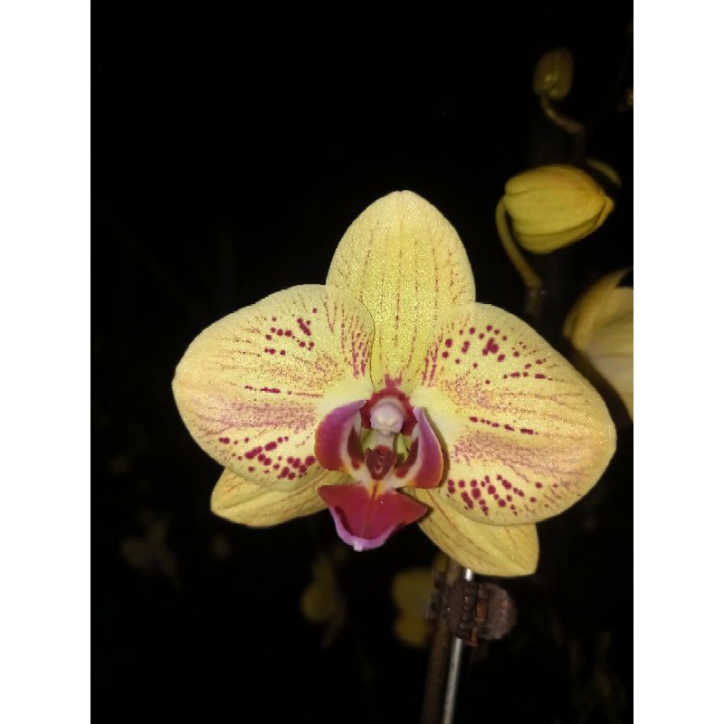 anggrek bulan premium kuning bintik merah phalaenopsis hybrid bunga jumbo kondisi knop mekar