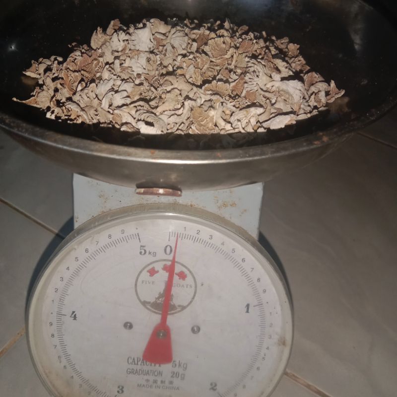 

jamur grigit kering berat 50 gram