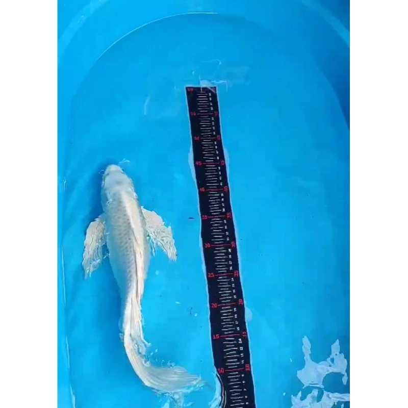 KOI KUMPAY PLATINUM / SLAYER PLATINUM