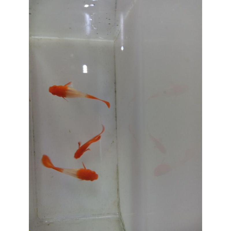 Paket Pakan Guppy Albino Koi red ear tipis ( 2 betina red ear tipis 1 jantan red ear)