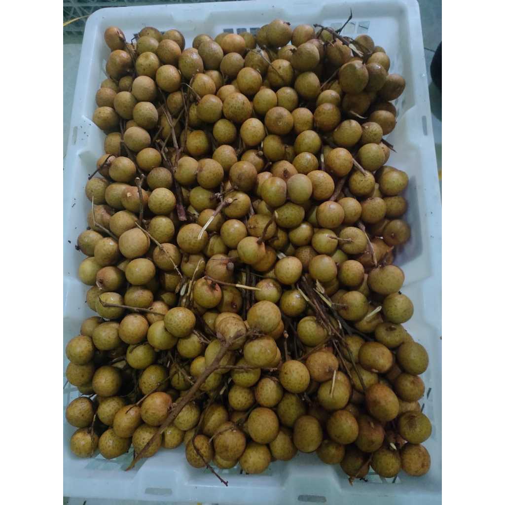 

Kelengkeng Import Bangkok 500 gr