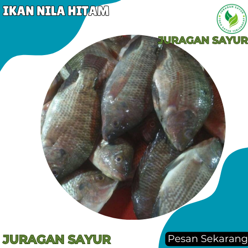

Ikan Nila Segar 1 kg - Ikan Nila Hitam - Ikan Nila Hidup Segar - Juragan Sayur