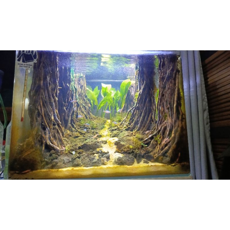 Hardscape Aquascape Tema Jungle