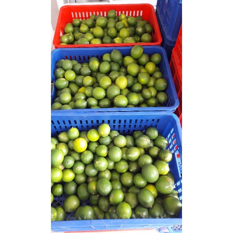 

lemon califonia | jeruk lemon (1 kg)