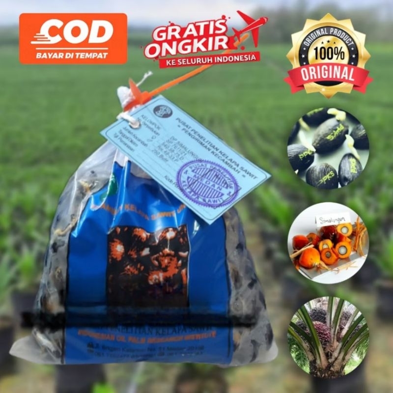 BIBIT SAWIT UNGGUL VARIETAS PPKS SIMALUNGUN ISI 250 BUTIR