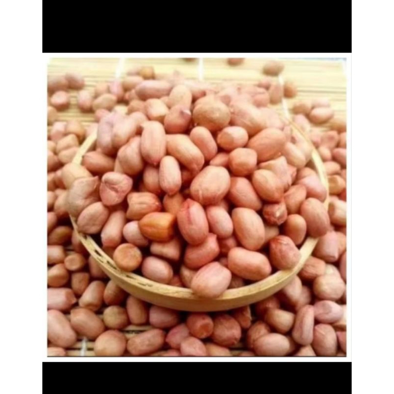 

Bibit kacang tanah unggul kemasan 1kg