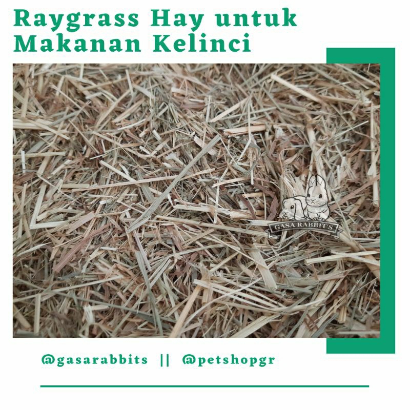 RAYGRASS HAY - RUMPUT HAY 1 KG - HAY MAKANAN KELINCI - RUMPUT HAY KELINCI - RUMPUT HAY 1 KG