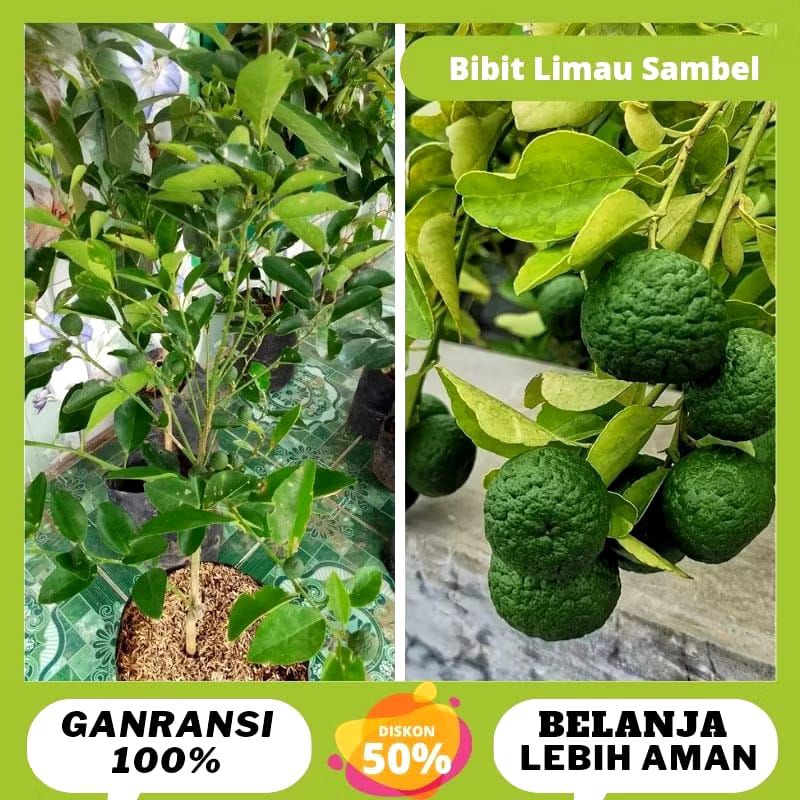 BIBIT JERUK kondisi Berbuah Limau Limo Sambal Okulasi Tanaman Jeruk Sambel Limau Limo Pohon Je...