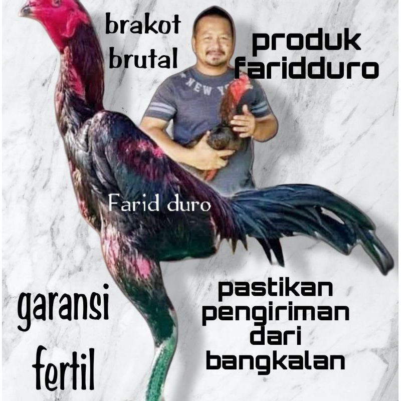 Telur fertil ayam pakhoy full brakot brutal drumband aswindam