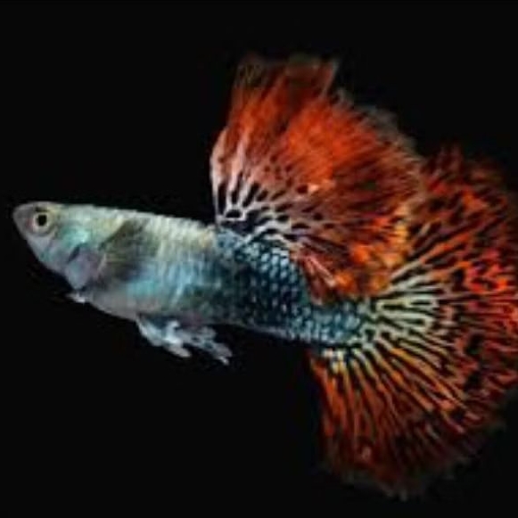 RED DRAGON GUPPY