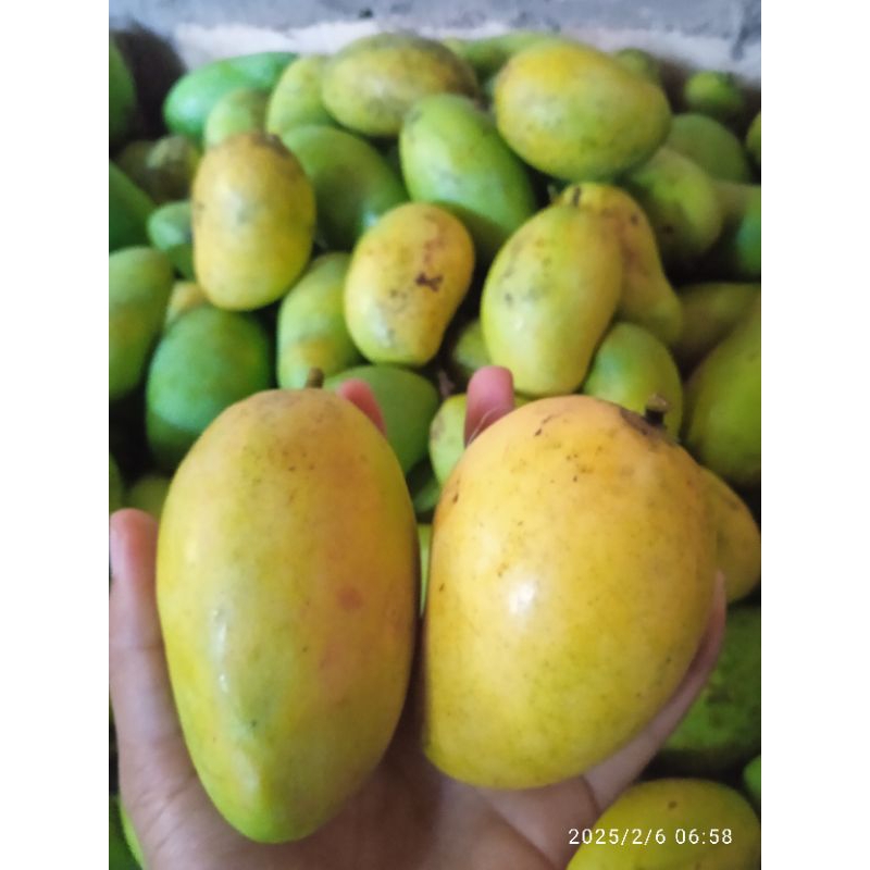 mangga podang/buah mangga/mangga indonesia
