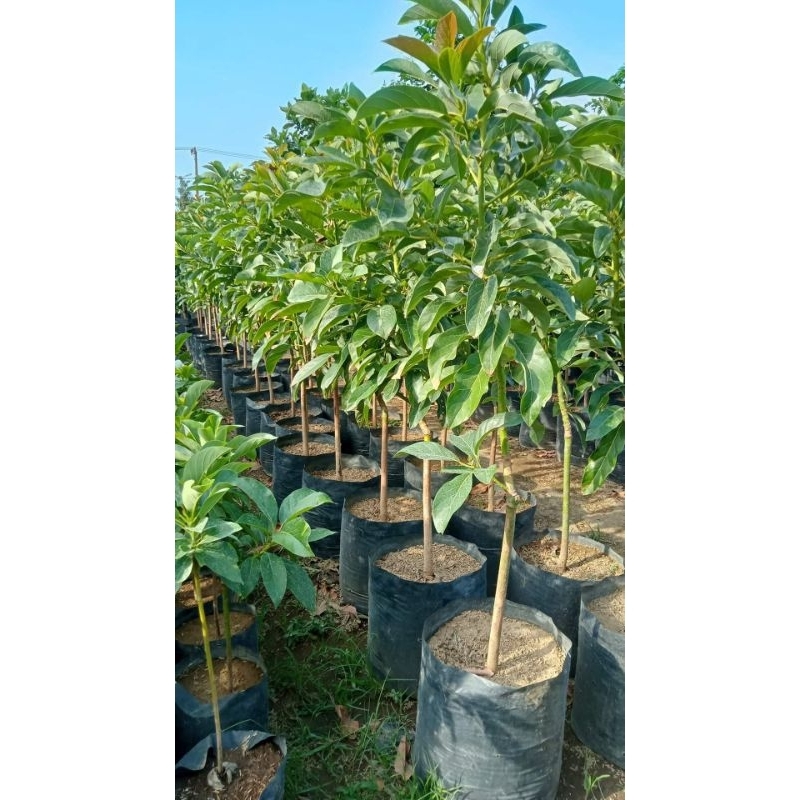 bibit alpukat aligator ukuran 1 meter