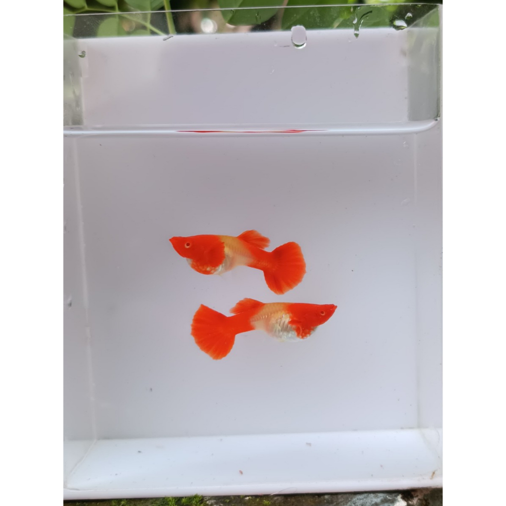 ALBINO KOI RED EAR