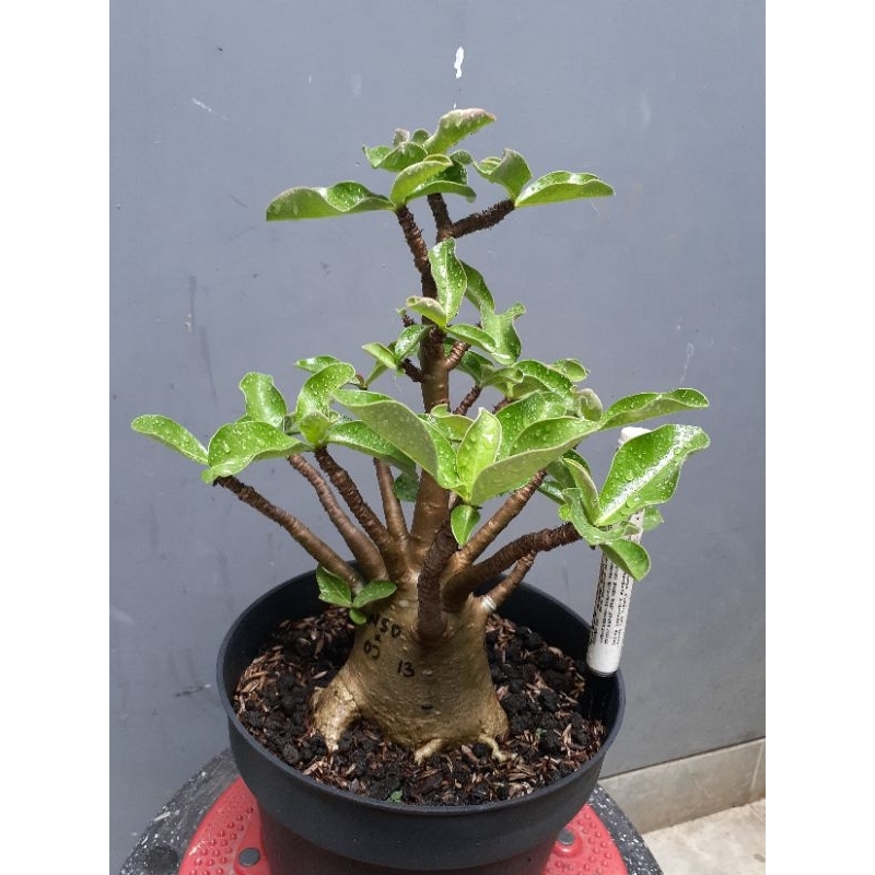 Adenium NSDD × OJ 13