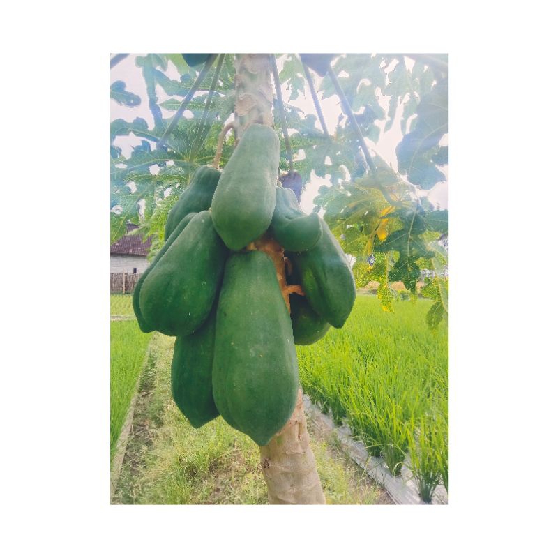 

pepaya muda asli