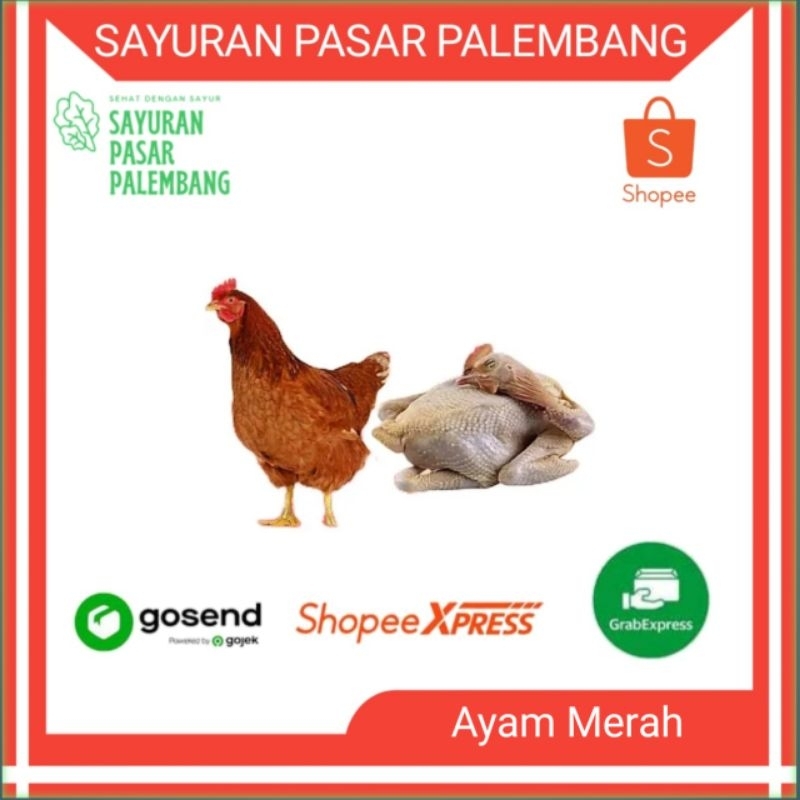 

Ayam Merah 1 Ekor - Sayuran Pasar Palembang