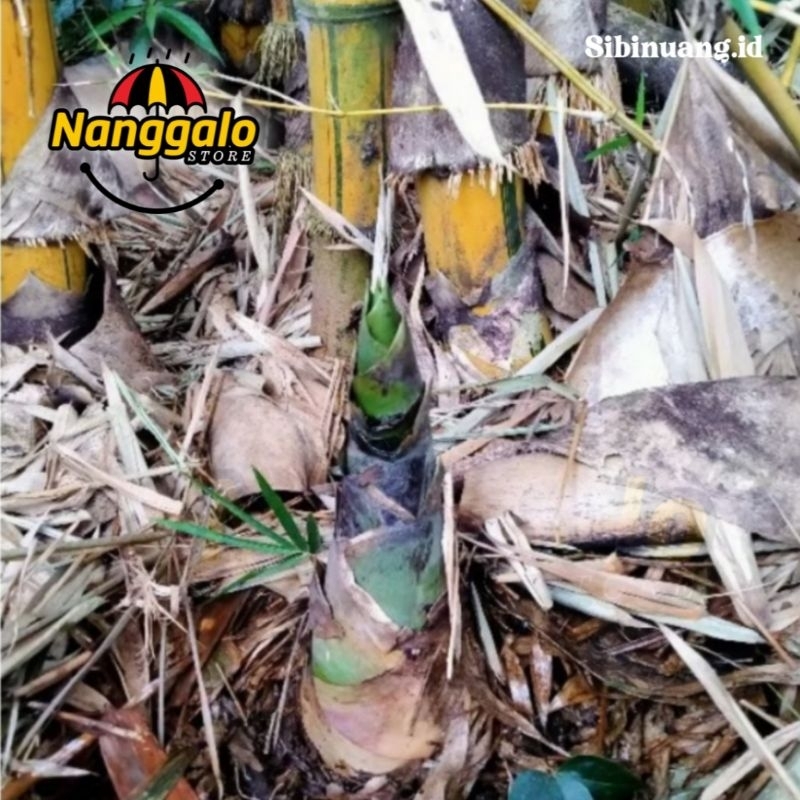 

Rebung Bambu Kuning Asli Kota Padang