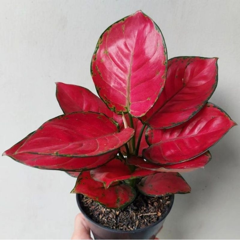 Aglaonema Red Anjamani