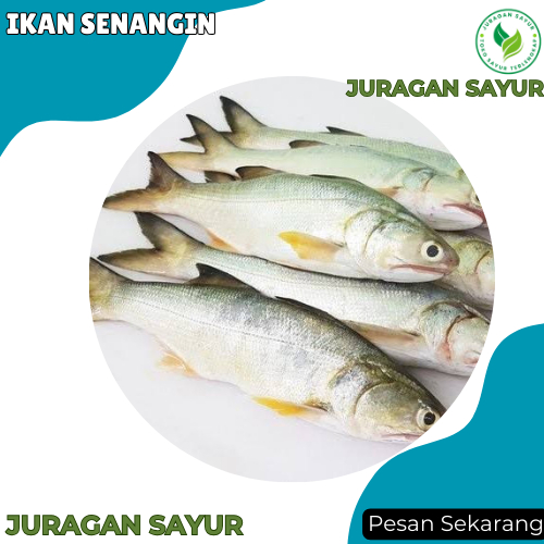 

Ikan Senangin 1kg - Ikan Senangin Segar - Ikan Segar Terdekat - Juragan Sayur