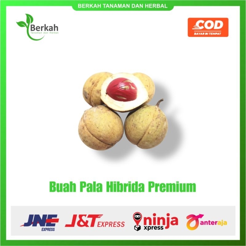 

1kg Buah Pala Hibrida Kualitas Unggul